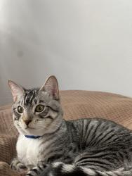 Reunited Male Cat last seen St. Ignatius Parish, San Francisco, CA 94117