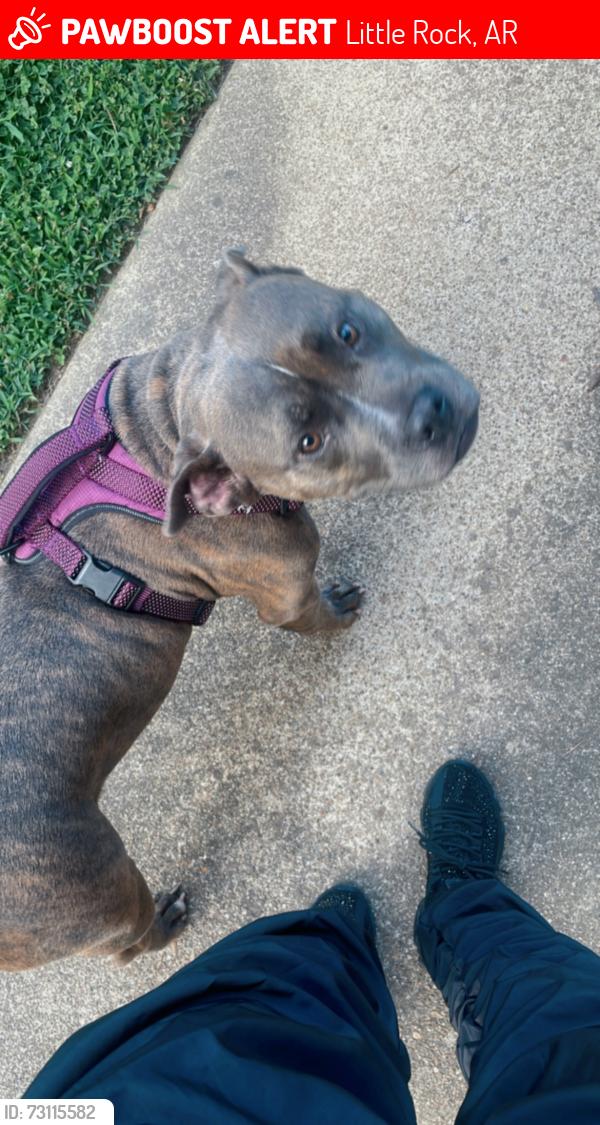 Lost Female Dog last seen Pine cone neighborhood, Little Rock, AR 72209
