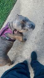 Lost Female Dog last seen Pine cone neighborhood, Little Rock, AR 72209