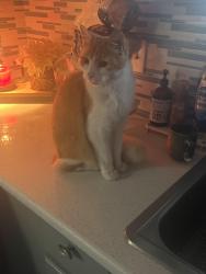 Reunited Male Cat last seen Pennsylvania and Comanche, Albuquerque, NM 87109