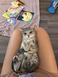 Lost Female Cat last seen Harrison pike/georgetown road intersection, Cleveland, TN 37311