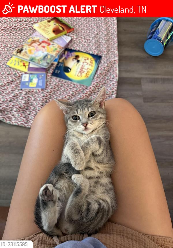Lost Female Cat last seen Harrison pike/georgetown road intersection, Cleveland, TN 37311