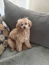 Reunited Female Dog last seen 101-175 Farmers Blvd, Jamaica, NY 11423, USA, Queens, NY 11423