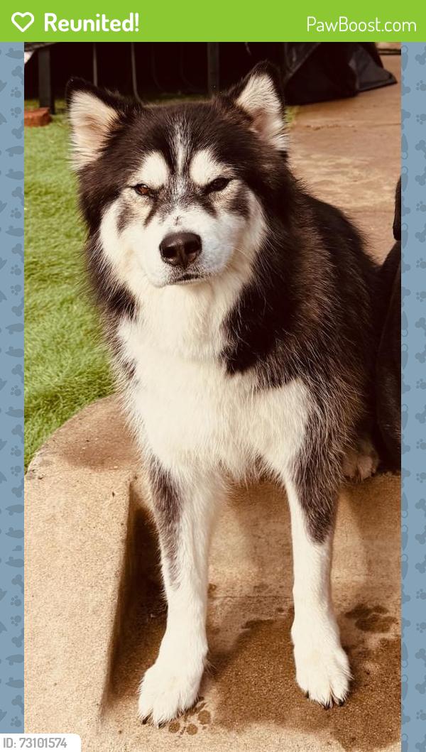 Reunited Male Dog last seen Clairemont Drive near Clairemont Square, San Diego, CA 92117