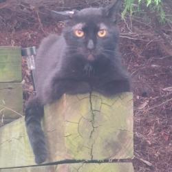 Found/Stray Unknown Cat last seen Parkline Drive- Whitehall, Pittsburgh, PA 15227