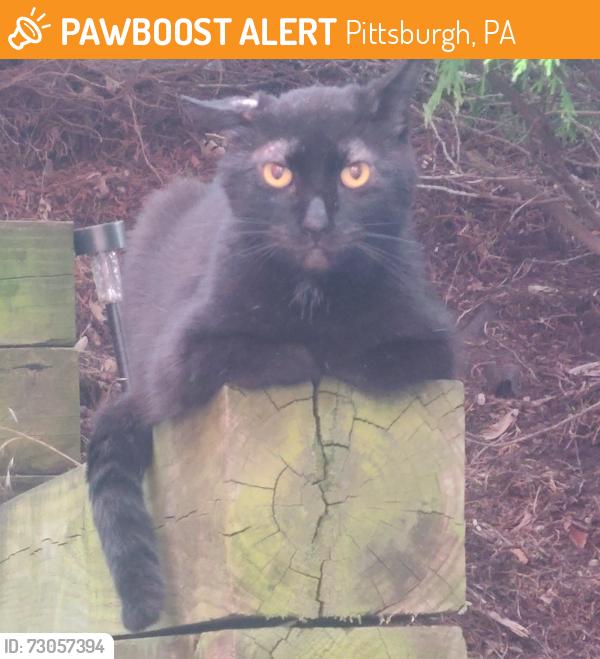 Found/Stray Unknown Cat last seen Parkline Drive- Whitehall, Pittsburgh, PA 15227