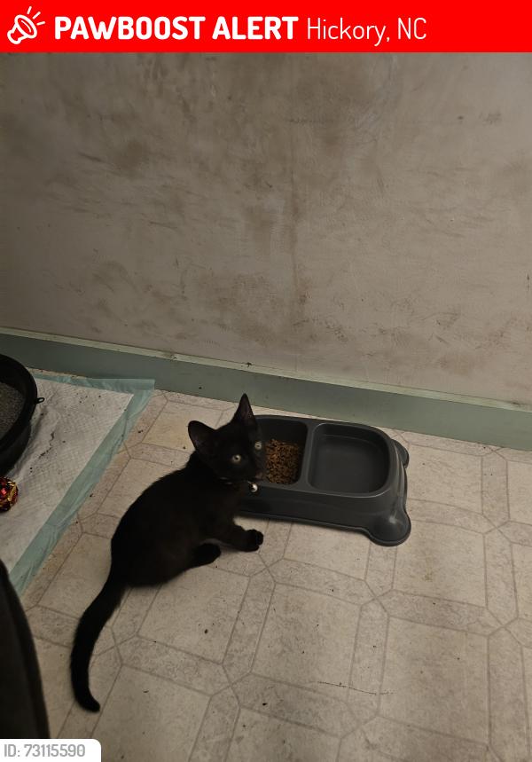 Lost Male Cat last seen Off of 127, near 321 exit 42, technically brookfood, but close to mountain view in hickory, Hickory, NC 28602