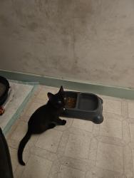 Lost Male Cat last seen Off of 127, near 321 exit 42, technically brookfood, but close to mountain view in hickory, Hickory, NC 28602
