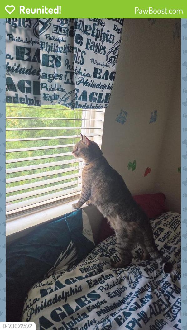 Reunited Female Cat last seen Jandee way by silva park, Riverbank, CA 95367