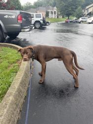 Lost Male Dog last seen Forest Ridge apmts, Hardin Valley area, Knoxville, TN 37931