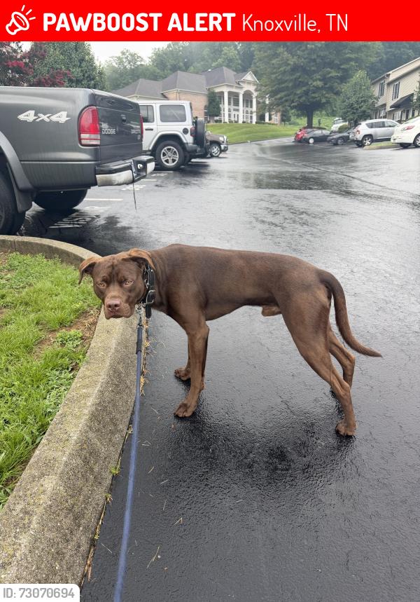 Lost Male Dog last seen Forest Ridge apmts, Hardin Valley area, Knoxville, TN 37931