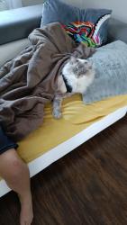 Lost Male Cat last seen In our Street, Cambuslang, Scotland G72 7RP