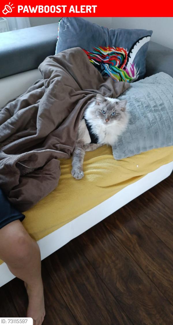 Lost Male Cat last seen In our Street, Cambuslang, Scotland G72 7RP