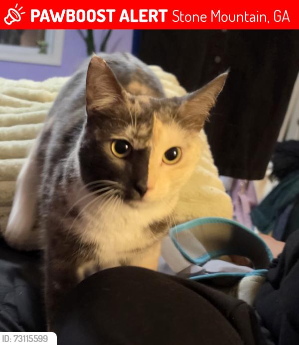Lost Female Cat last seen Hugh Howell rd, Stone Mountain, GA 30087