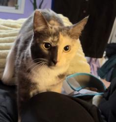 Lost Female Cat last seen Hugh Howell rd, Stone Mountain, GA 30087