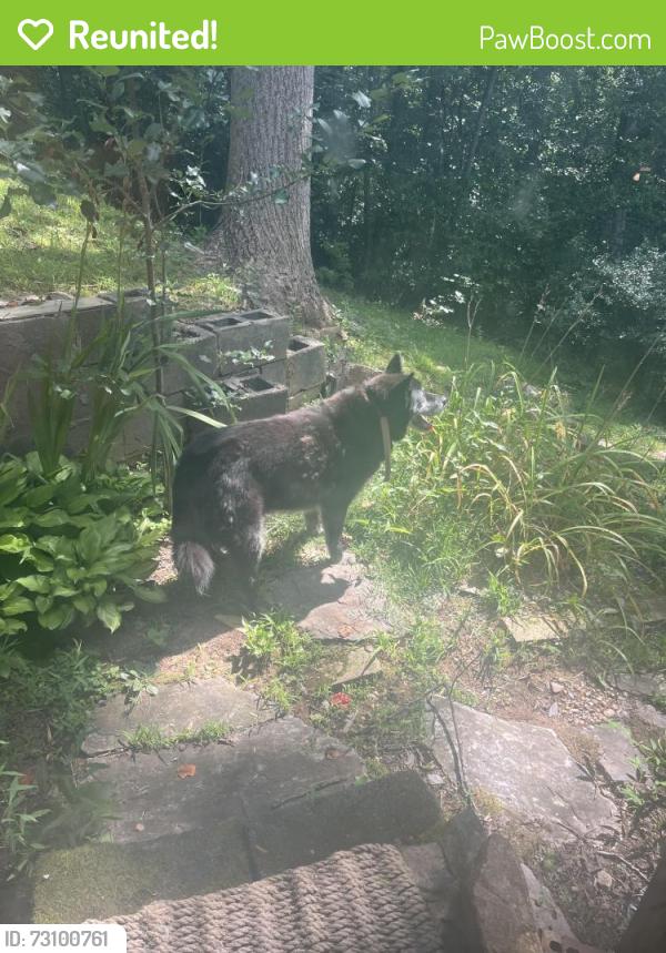Reunited Unknown Dog last seen Lakeview drive - morganton point, Morganton, GA 30560