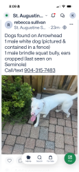 Found/Stray Male Dog last seen Arrowhead Road, Saint Augustine South, FL 32086