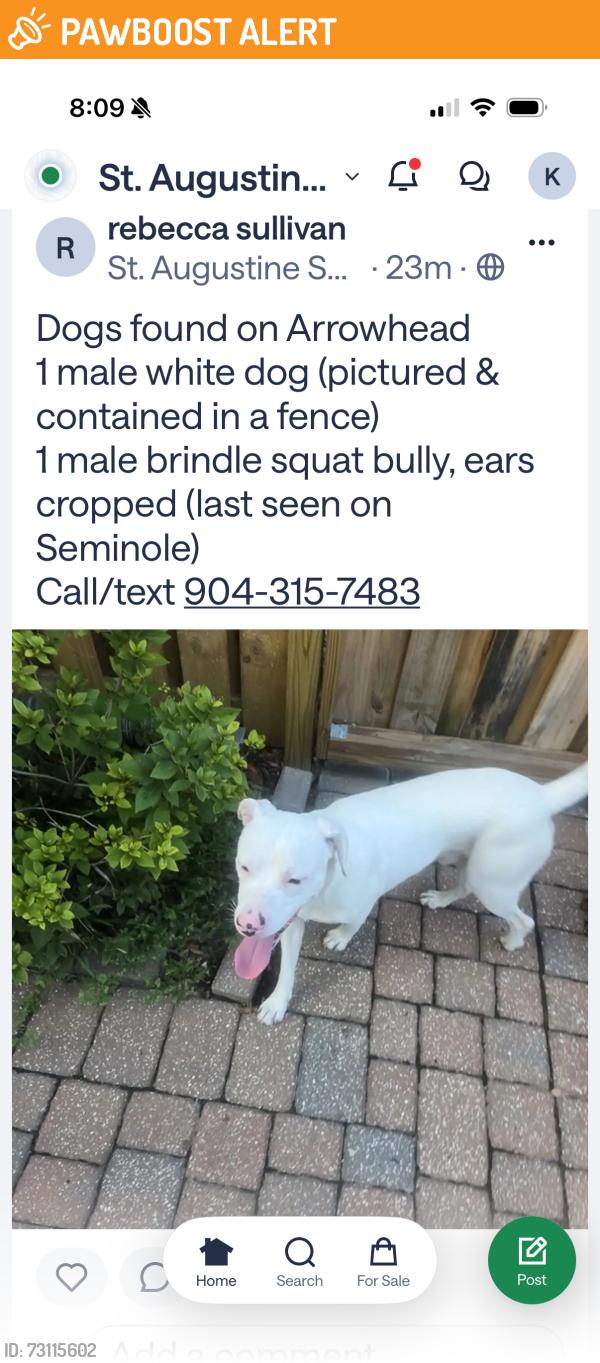 Found/Stray Male Dog last seen Arrowhead Road, Saint Augustine South, FL 32086