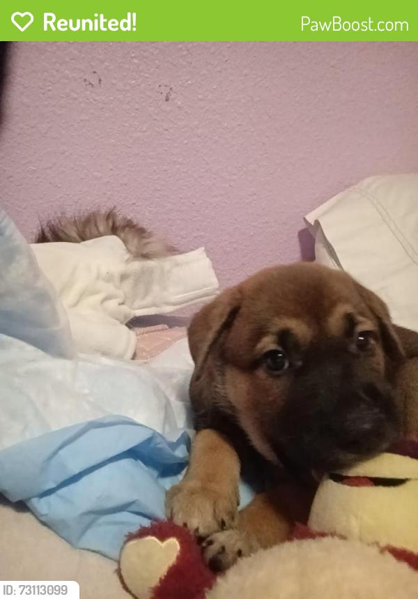 Reunited Female Dog last seen Near 107-43 County Rd 5024, Cleveland, TX 77327, Cleveland, TX 77327