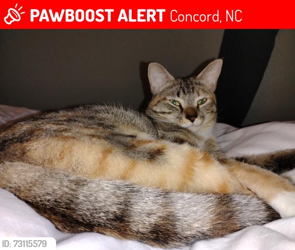 Lost Female Cat last seen The Rodeway Inn on Route 73 near I-85 (close to RCCC 's South Campus and Blue Compass RV), Concord, NC 28027