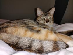 Lost Female Cat last seen The Rodeway Inn on Route 73 near I-85 (close to RCCC 's South Campus and Blue Compass RV), Concord, NC 28027