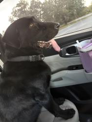 Found/Stray Male Dog last seen Meadowview rd, Greensboro, NC 27407