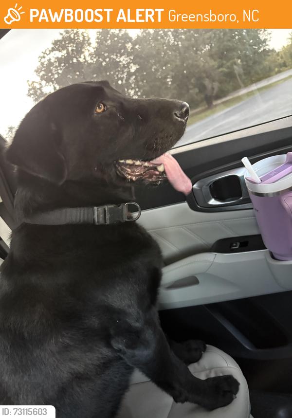 Found/Stray Male Dog last seen Meadowview rd, Greensboro, NC 27407