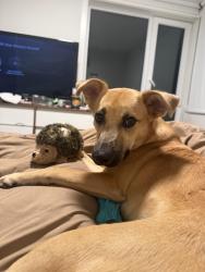 Reunited Male Dog last seen Rogers Playground in Eastlake, Seattle, WA 98102