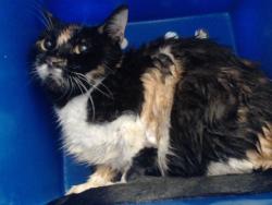 Shelter Stray Female Cat last seen , 2769 Conroy Rd, Orlando, FL 32839, USA