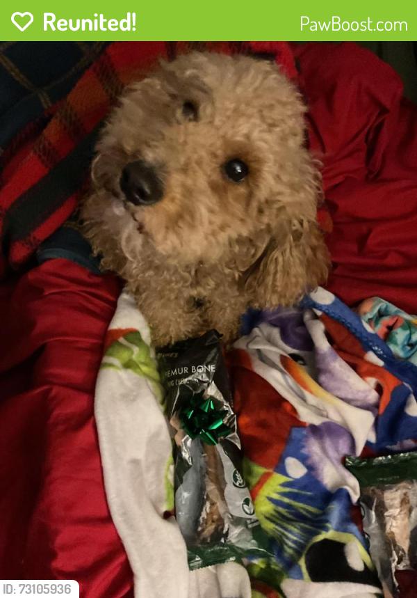 Reunited Male Dog last seen DS Road, Prince George's County, MD 20785