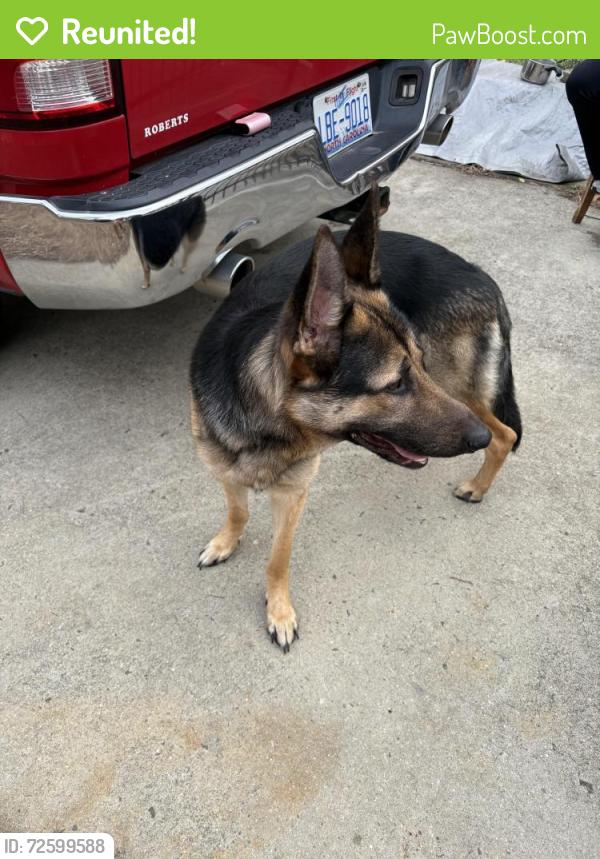 Reunited Male Dog last seen Poe ave, Spring Lake, NC 28310