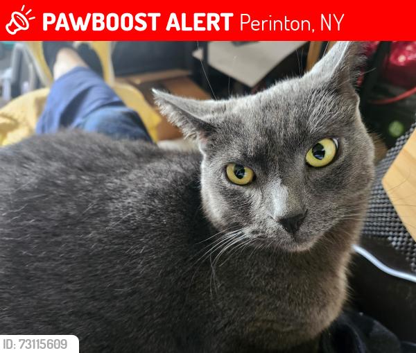 Lost Female Cat last seen Near terrace villas, Perinton, NY 14450