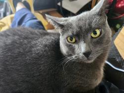 Lost Female Cat last seen Near terrace villas, Perinton, NY 14450