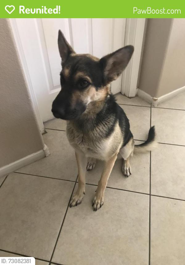 Reunited Female Dog last seen Hollywood and Charleston, Las Vegas, NV 89110