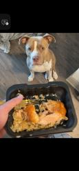 Reunited Female Dog last seen off 484 behind sonoco, Belleview Heights, FL 34491