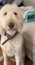 Reunited Male Dog last seen Christy Lane, north main st randolph, Randolph, MA 02368