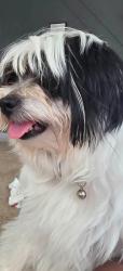 Reunited Female Dog last seen Near Thurman Baccus rd social circle ga 30025, Social Circle, GA 30025