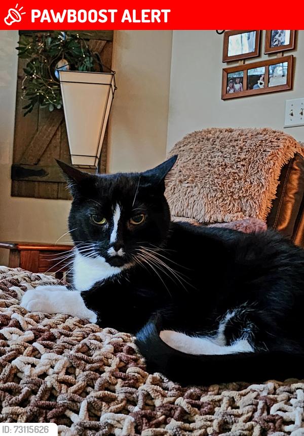 Lost Male Cat last seen Route 521 and Ike Williams rd , Hampton Township, NJ 07860