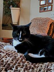 Lost Male Cat last seen Route 521 and Ike Williams rd , Hampton Township, NJ 07860