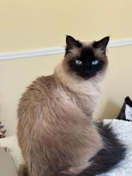 Lost Female Cat last seen Leeward walk Cir, Alpharetta, GA 30005
