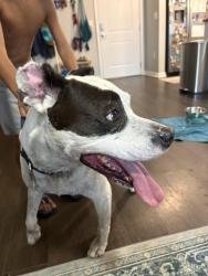 Found/Stray Male Dog last seen Sea Sound apmts, Panama City Beach, FL 32407