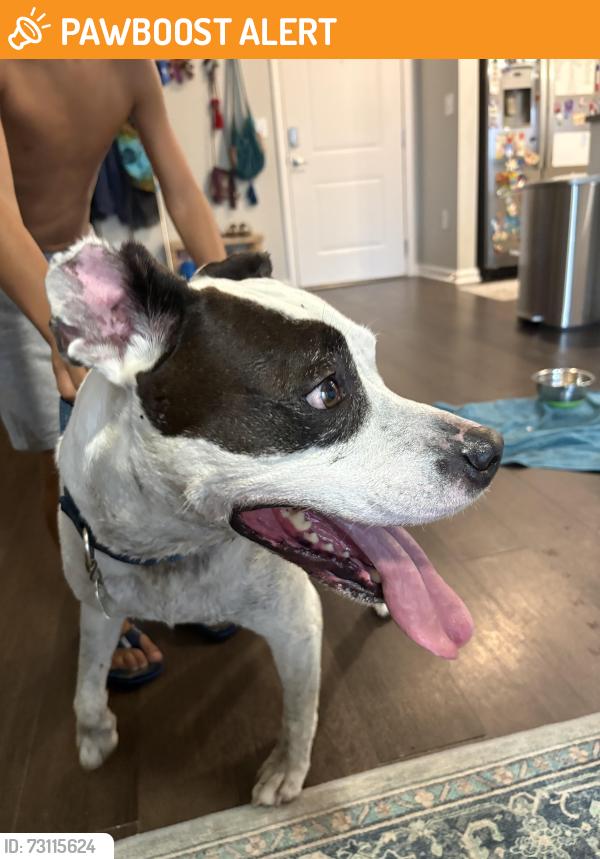 Found/Stray Male Dog last seen Sea Sound apmts, Panama City Beach, FL 32407