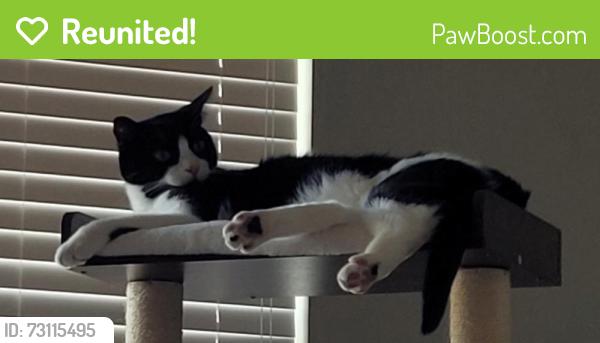 Reunited Male Cat last seen Near Ticonic Road, Lithonia, GA 30058