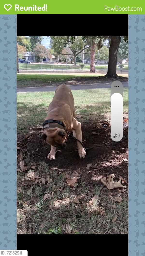 Reunited Male Dog last seen Hercules and maple, Victorville, CA 92307