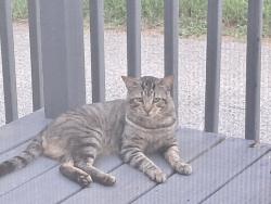 Found/Stray Male Cat last seen Behind home depot, and outback on 220, Roanoke, VA 24014