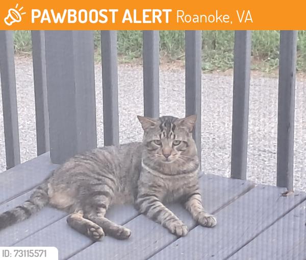 Found/Stray Male Cat last seen Behind home depot, and outback on 220, Roanoke, VA 24014