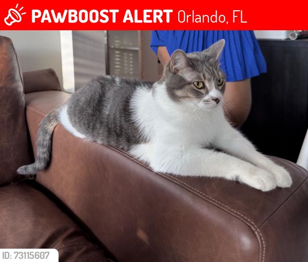 Lost Male Cat last seen new creek ave and highclere st., Orlando, FL 32824