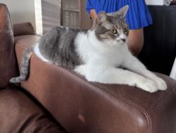 Lost Male Cat last seen new creek ave and highclere st., Orlando, FL 32824