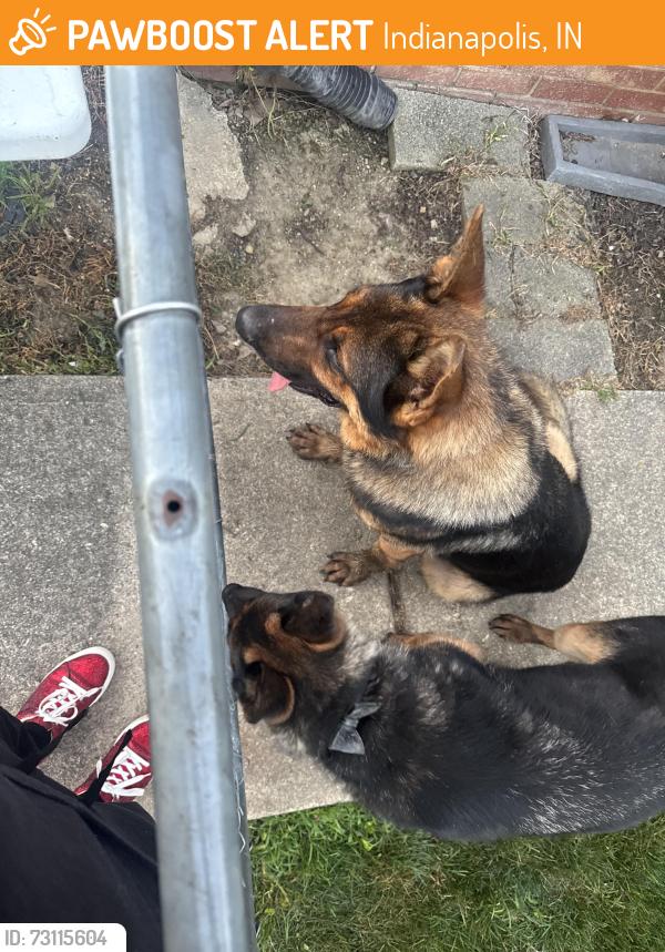 Found/Stray Unknown Dog last seen 10th st and girls school rd, Indianapolis, IN 46214
