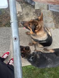 Found/Stray Unknown Dog last seen 10th st and girls school rd, Indianapolis, IN 46214